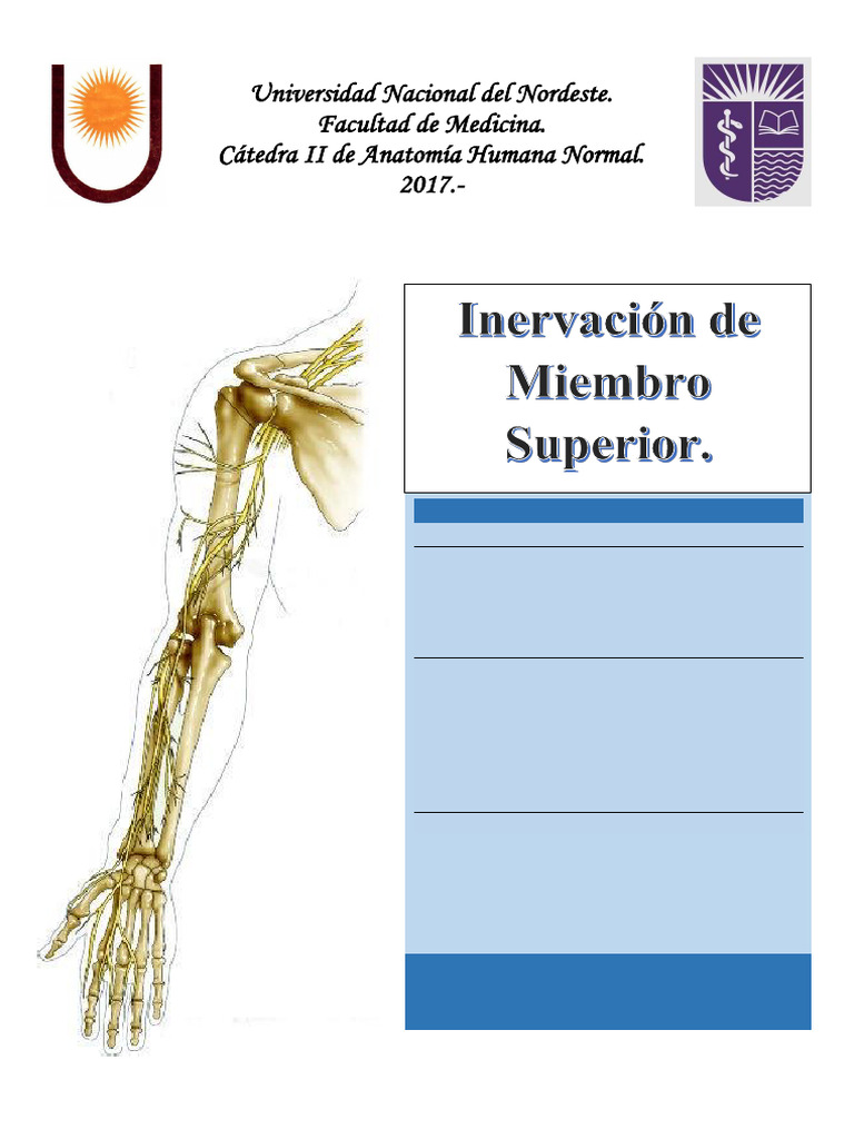 Plexo Braquial Pdf Mano Extremidades Anatomía