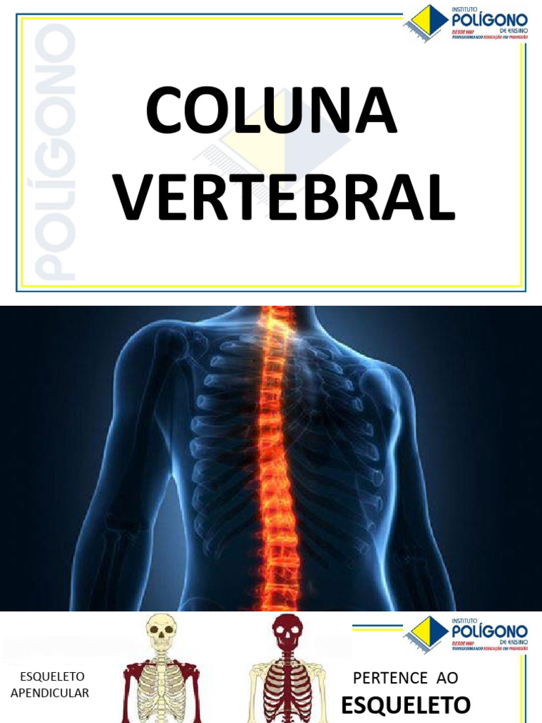 Anatomia e Funções da Coluna Vertebral | PDF | Coluna vertebral | Vértebra
