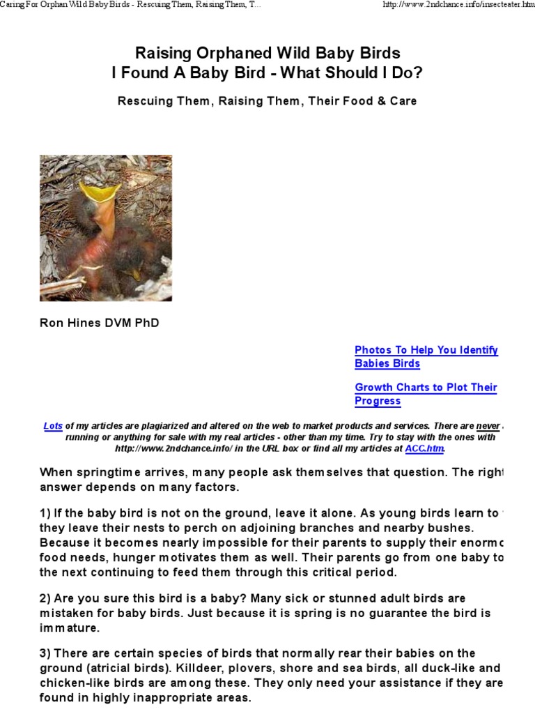 Caring For Orphan Wild Baby Birds Rescuing Them, Raising Them, Their