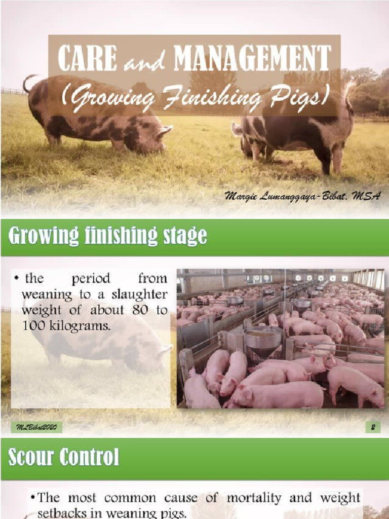 Growing and Finishing of Pigs | PDF