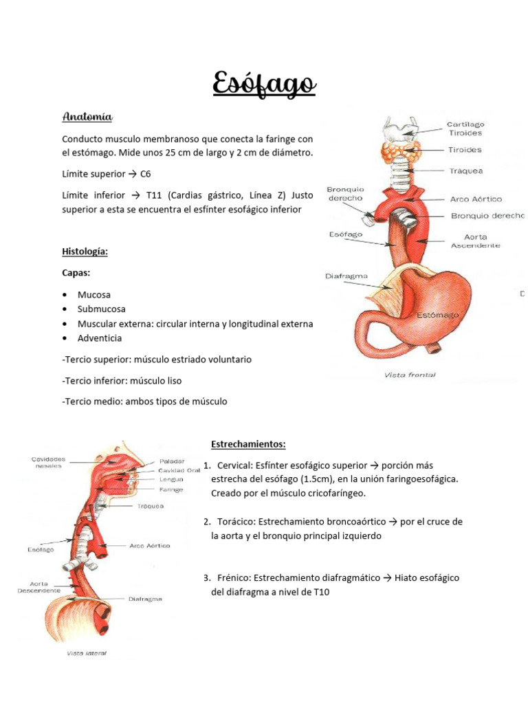Esófago | PDF | Esófago | Laringe