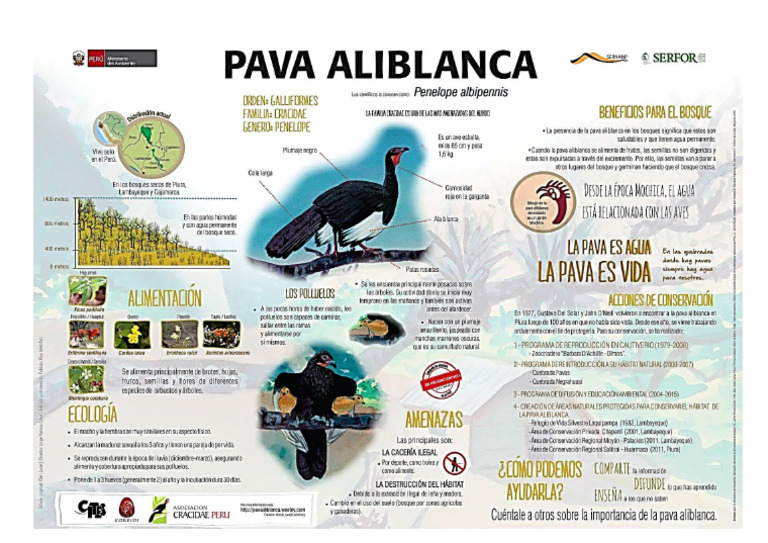 Infografía Pava Aliblanca | PDF