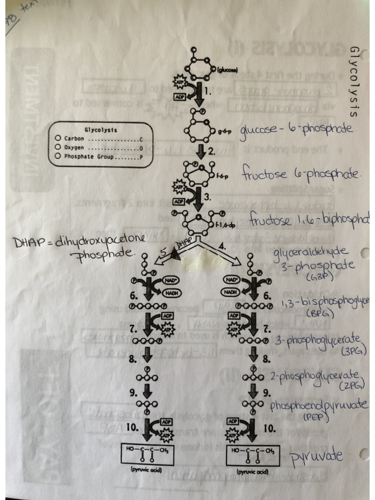 Glycolysis W Molecule Labels | PDF