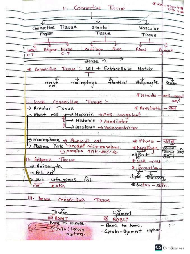 Connective Tissue | PDF