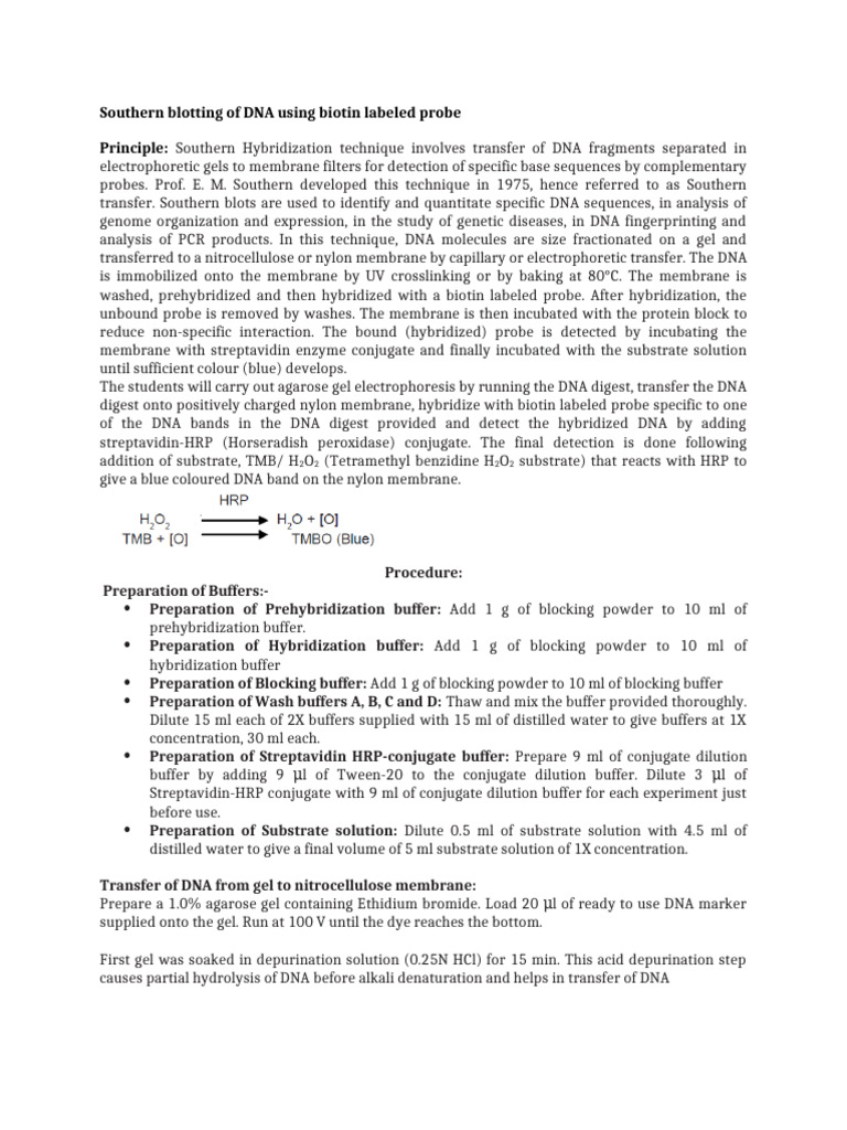 Southern Blotting of DNA Using Biotin Labeled Probe | PDF | Southern ...