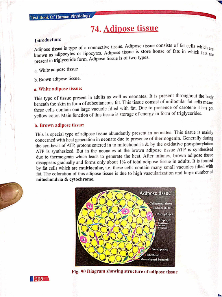 Physiology of Adipose Tissue | PDF