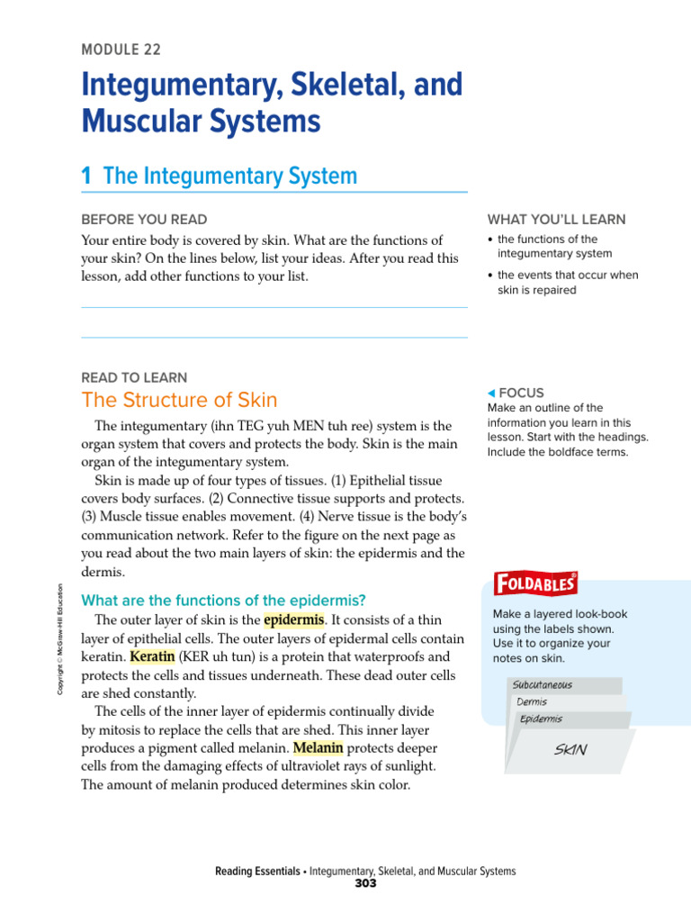 Functions of the Integumentary System | PDF | Skin | Skeletal Muscle