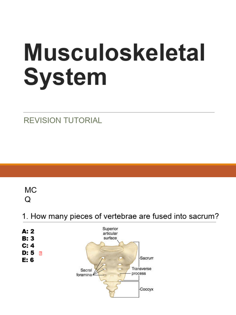 Musculoskeletal System 241010 082701 | PDF | Human Anatomy ...