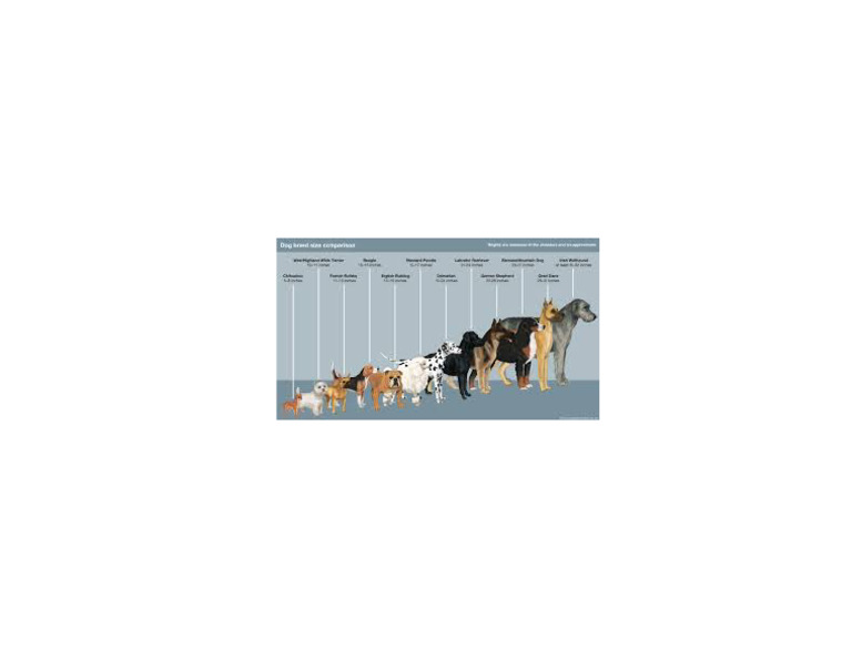 Dogs Jpeg | PDF