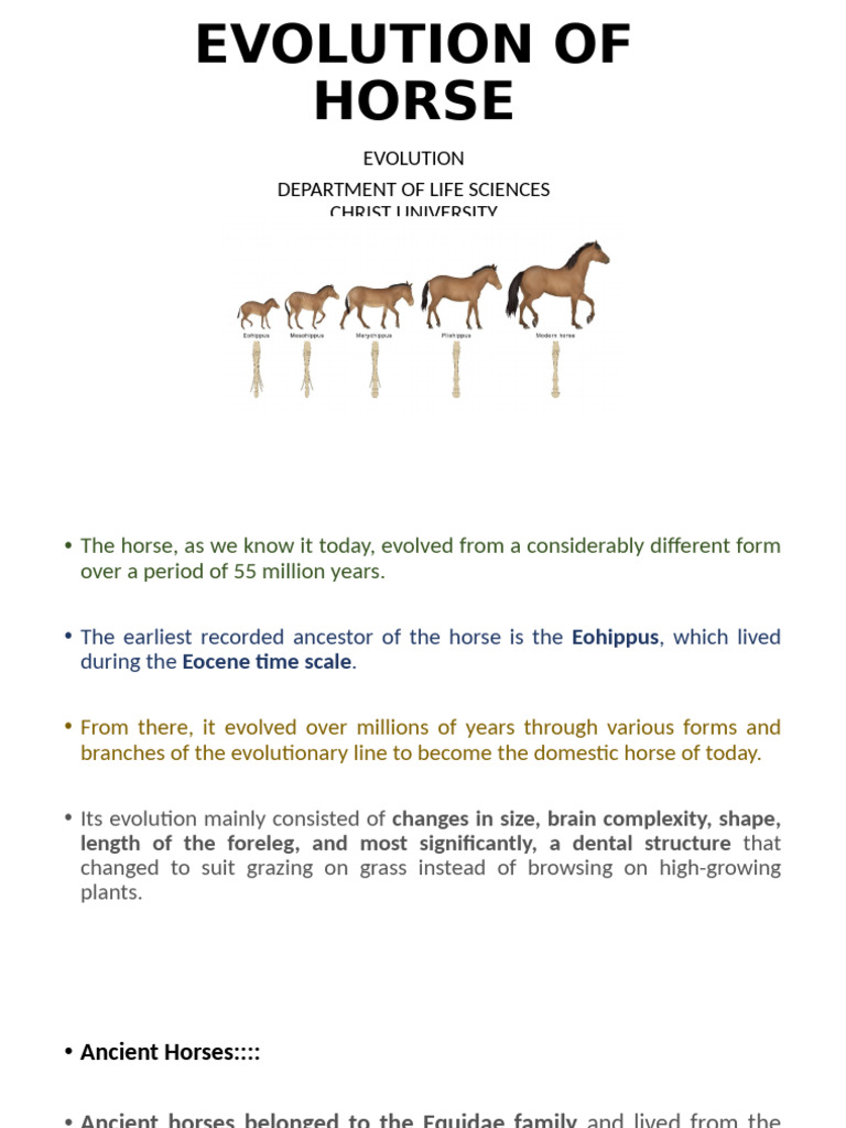 Horse Evolution: From Eohippus to Equus | PDF | Horses | Equus (Genus)