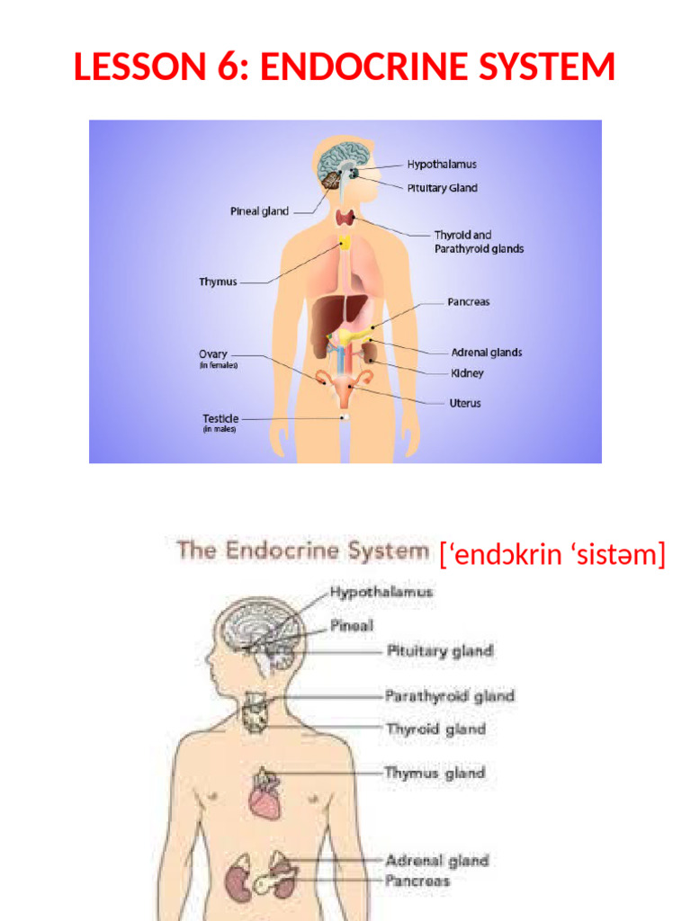 Lesson 6 - Endocrine System | PDF | Endocrine System | Glands