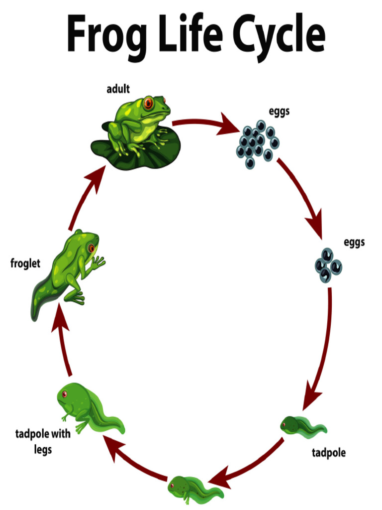 Animal Life Cycle | PDF