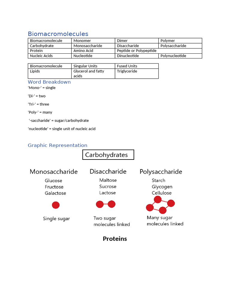 Biomacromolecules Summary | PDF