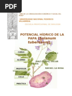 Download Potencial Hidrico de Solanum Tuberosum by Alexis Daz SN78291229 doc pdf