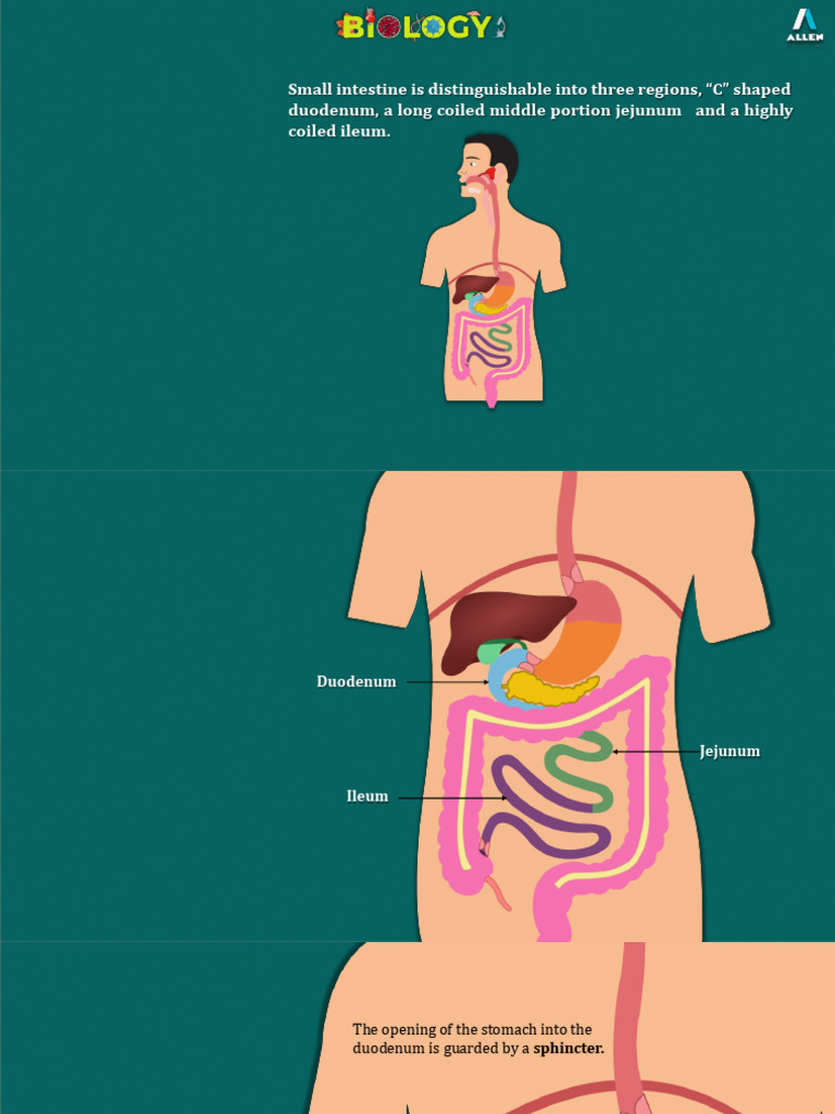 Digestion in Small Intestine | PDF