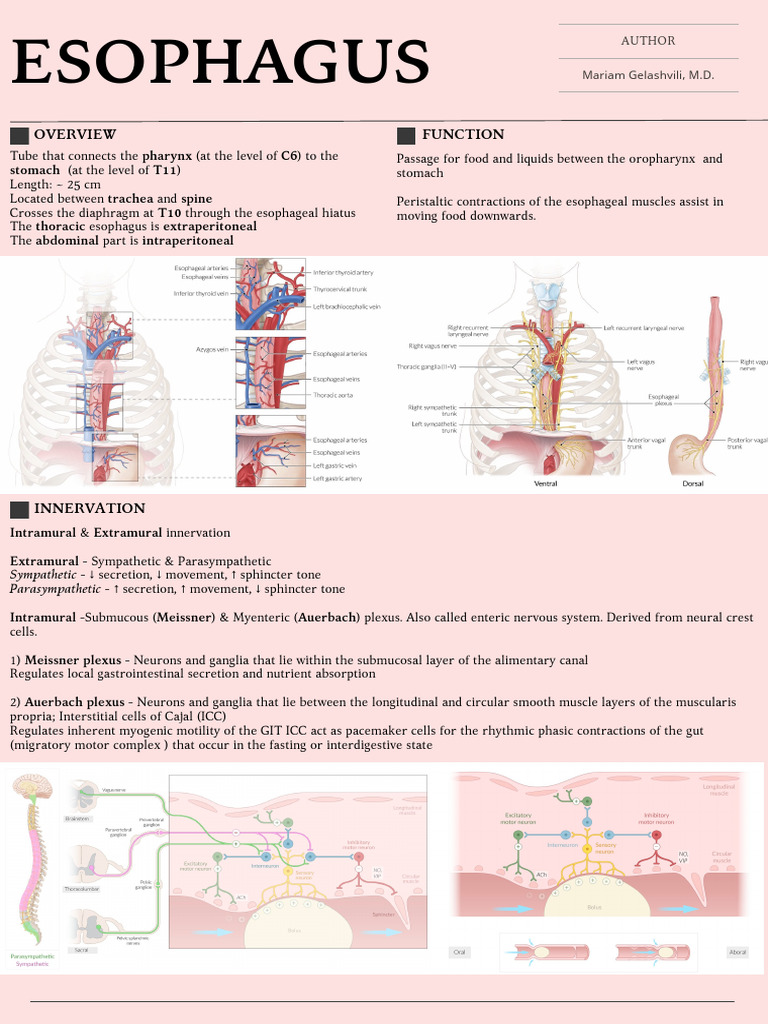 Esophagus visual data 5