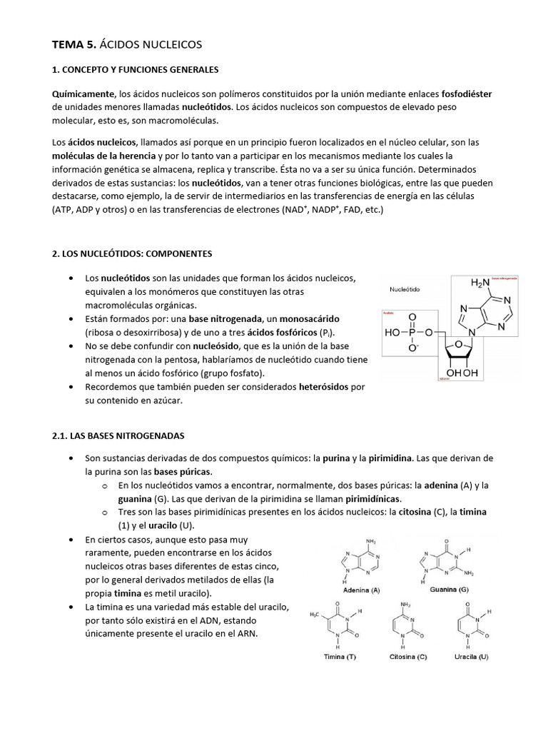 Funciones y Estructura de Ácidos Nucleicos | PDF | Rna | Adn