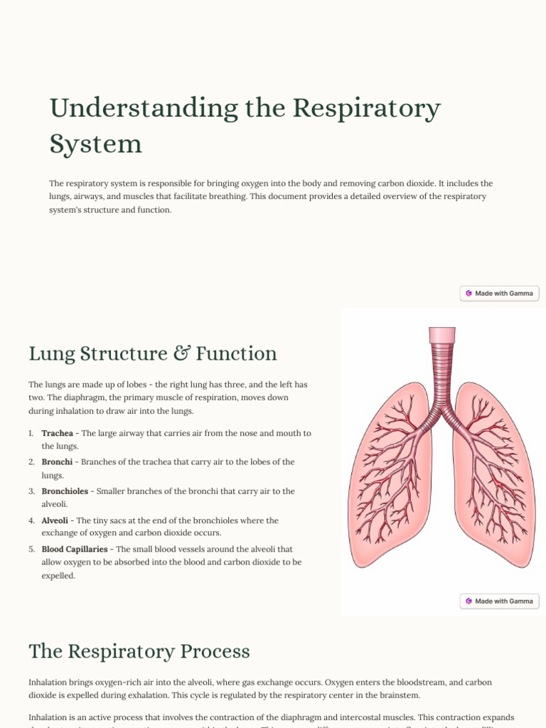 Overview of the Respiratory System | PDF | Lung | Respiratory System