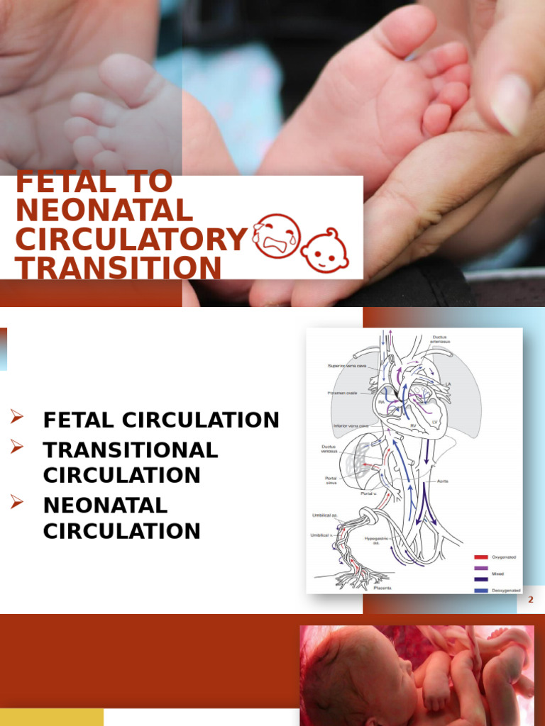 Fetal to Neonatal Circulatory Transition | PDF