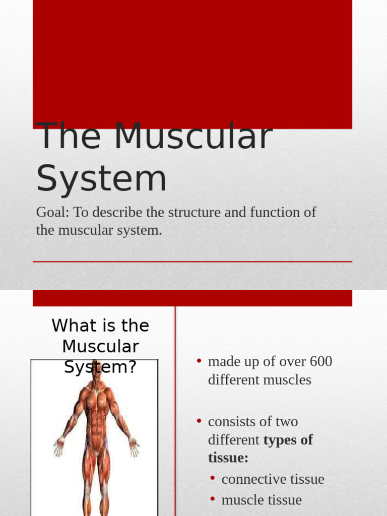 Muscular System PowerPoint | PDF | Muscle | Histology
