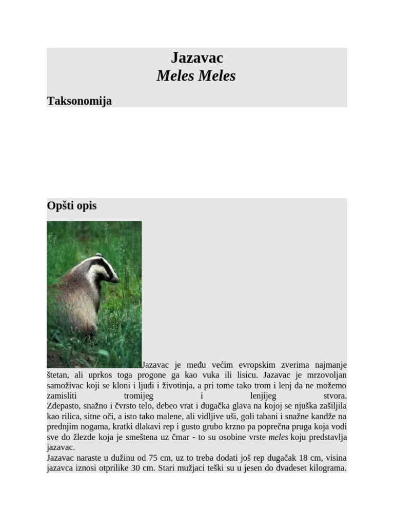 Jazavac | PDF