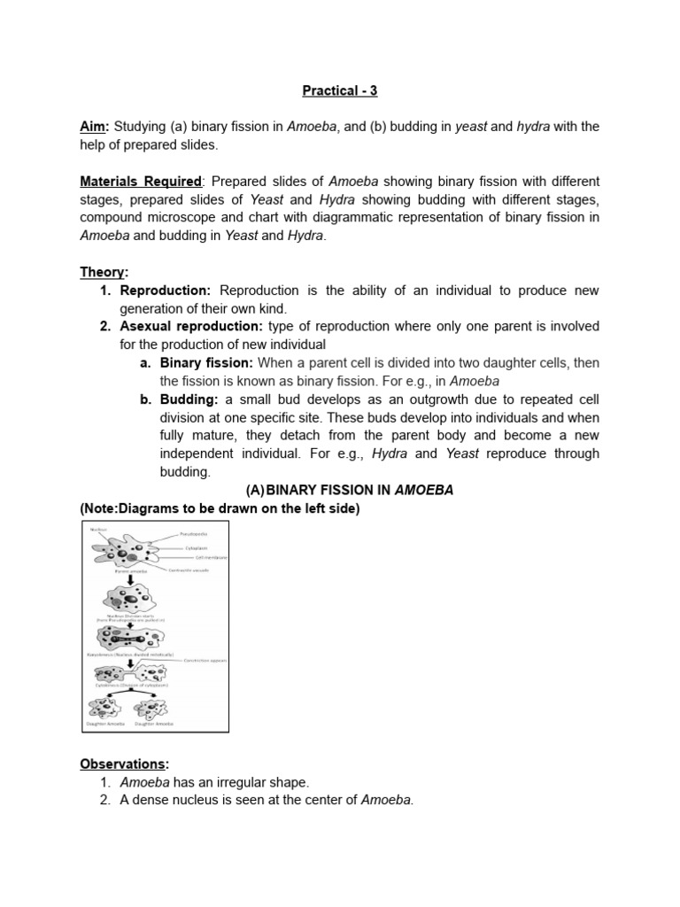 Reproduction Practical: Amoeba & Yeast | PDF | Reproduction | Cell ...