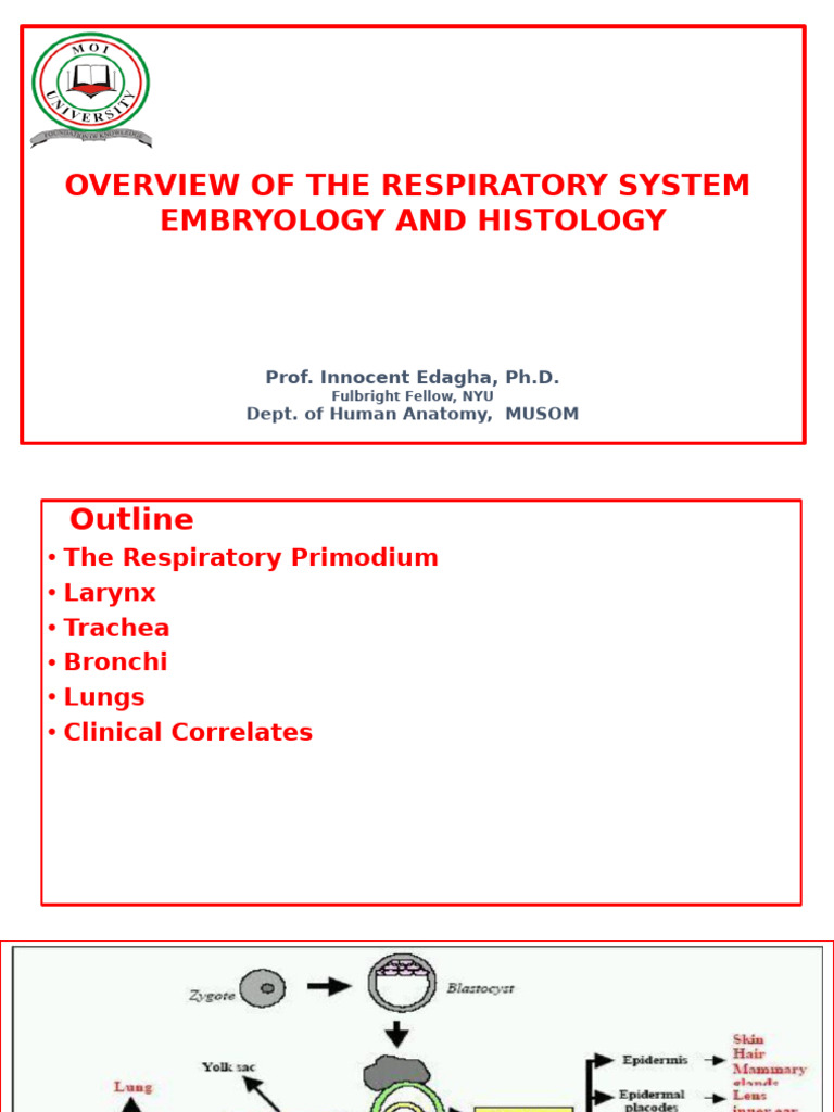 Respiratory System Embryology Overview | PDF | Lung | Larynx