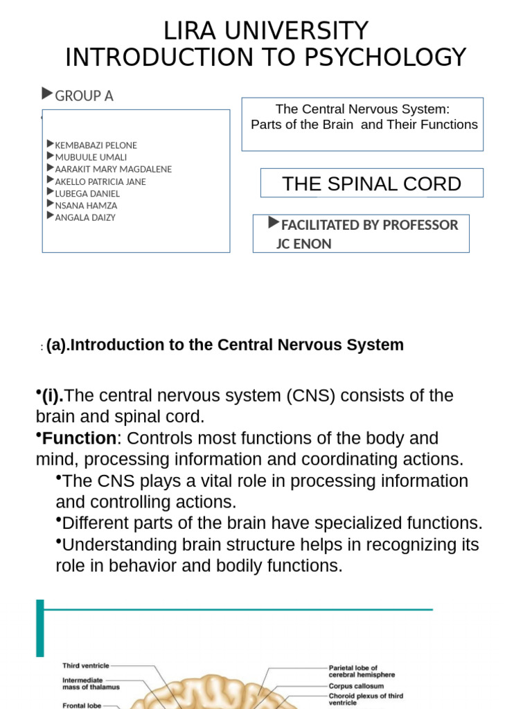 Central Nervous System Overview | PDF | Spinal Cord | Central Nervous ...