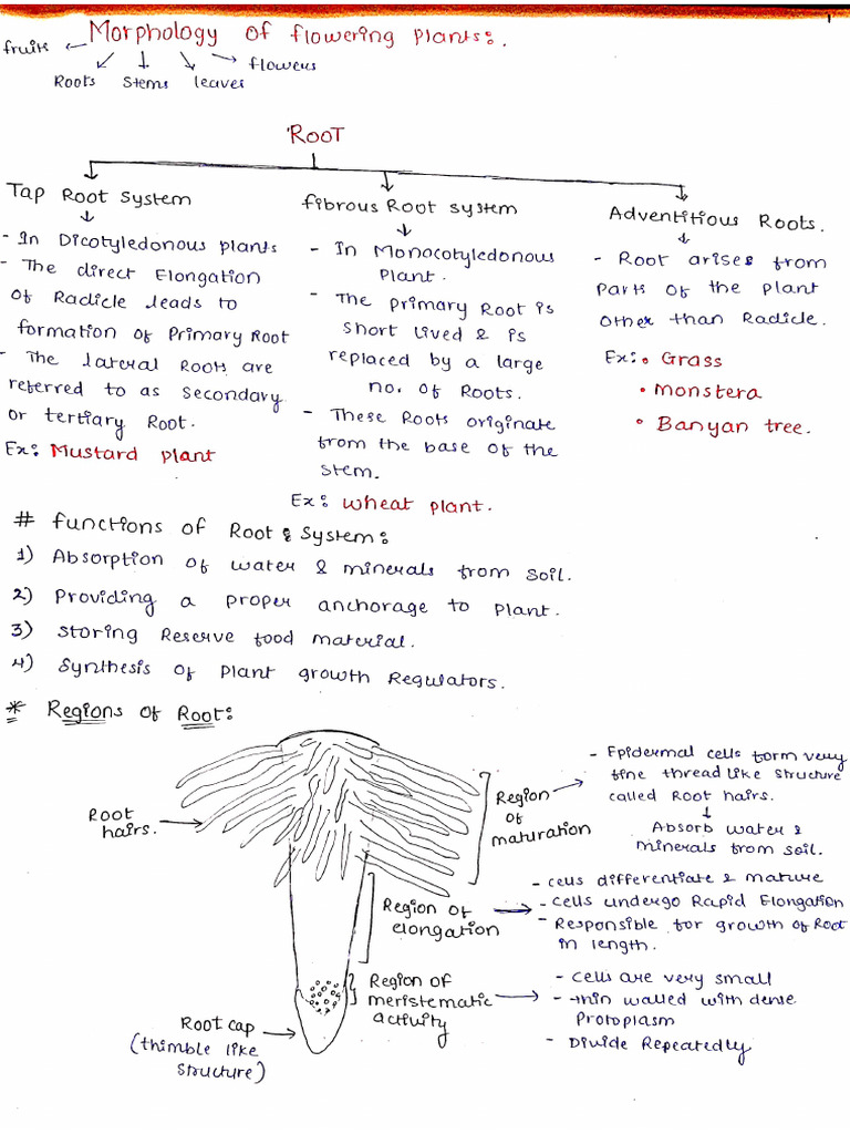 Morphology in Flowering Plants Chapter 5 Short Notes NEET NCERT | PDF