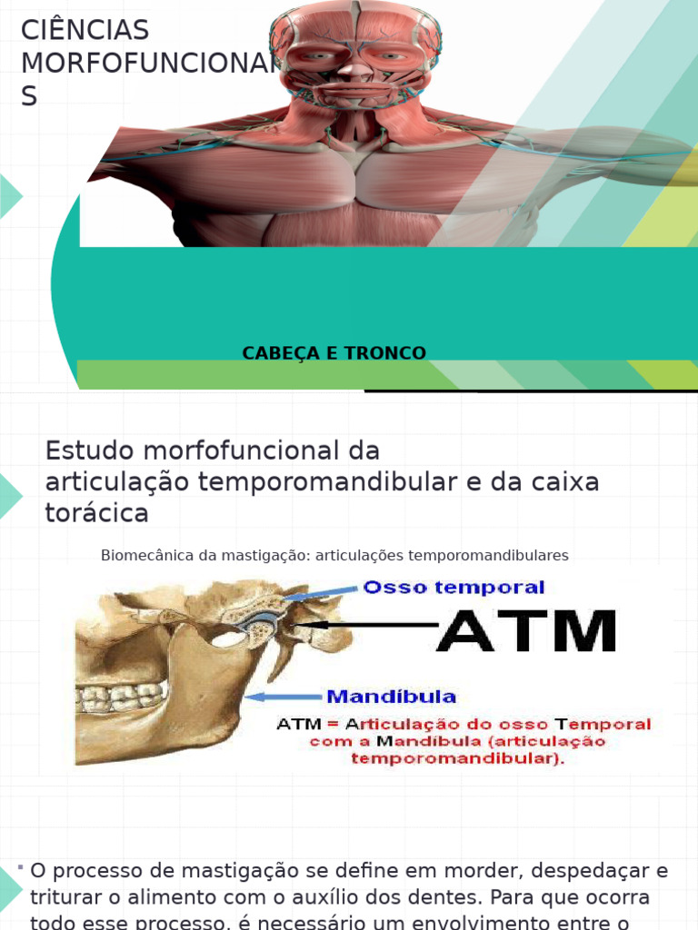 Aula 3 Cabeça e Tronco | PDF | Sistema Locomotor | Anatomia humana