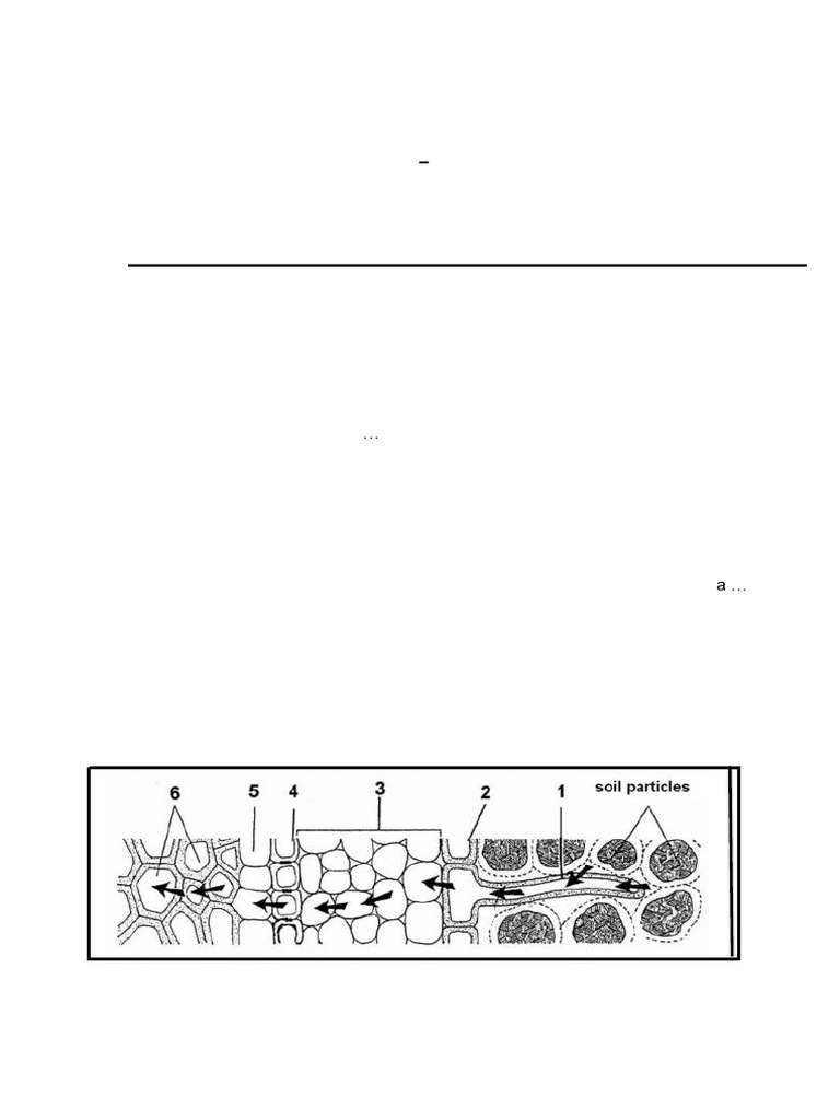 Life sciences topic test grade 10 plant tissues marks 30 time 30