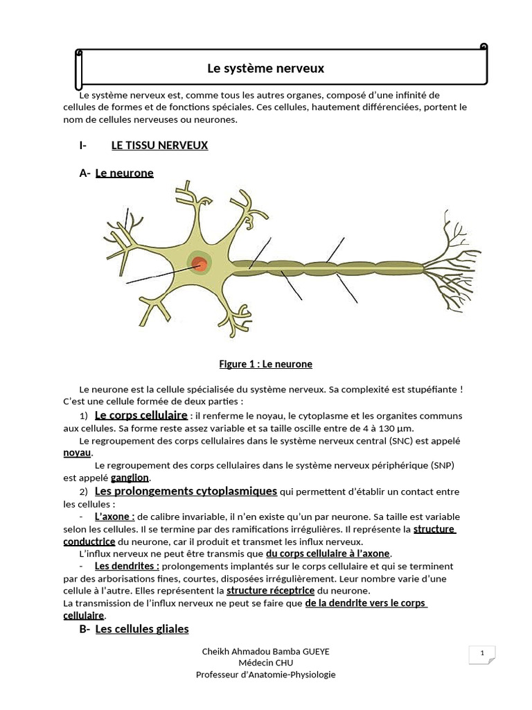 Tissu nerveux et neurones expliqués | PDF | Nerf | Système nerveux