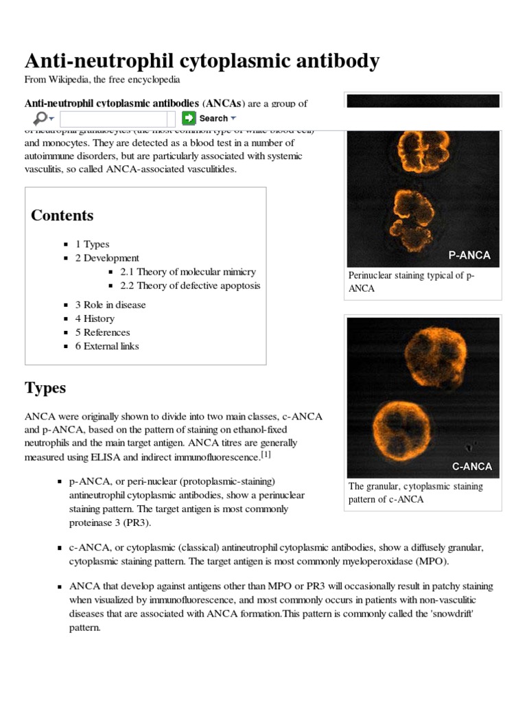 AntiNeutrophil Cytoplasmic Antibody Wikipedia, The Free Encyclopedia Immune System Earth