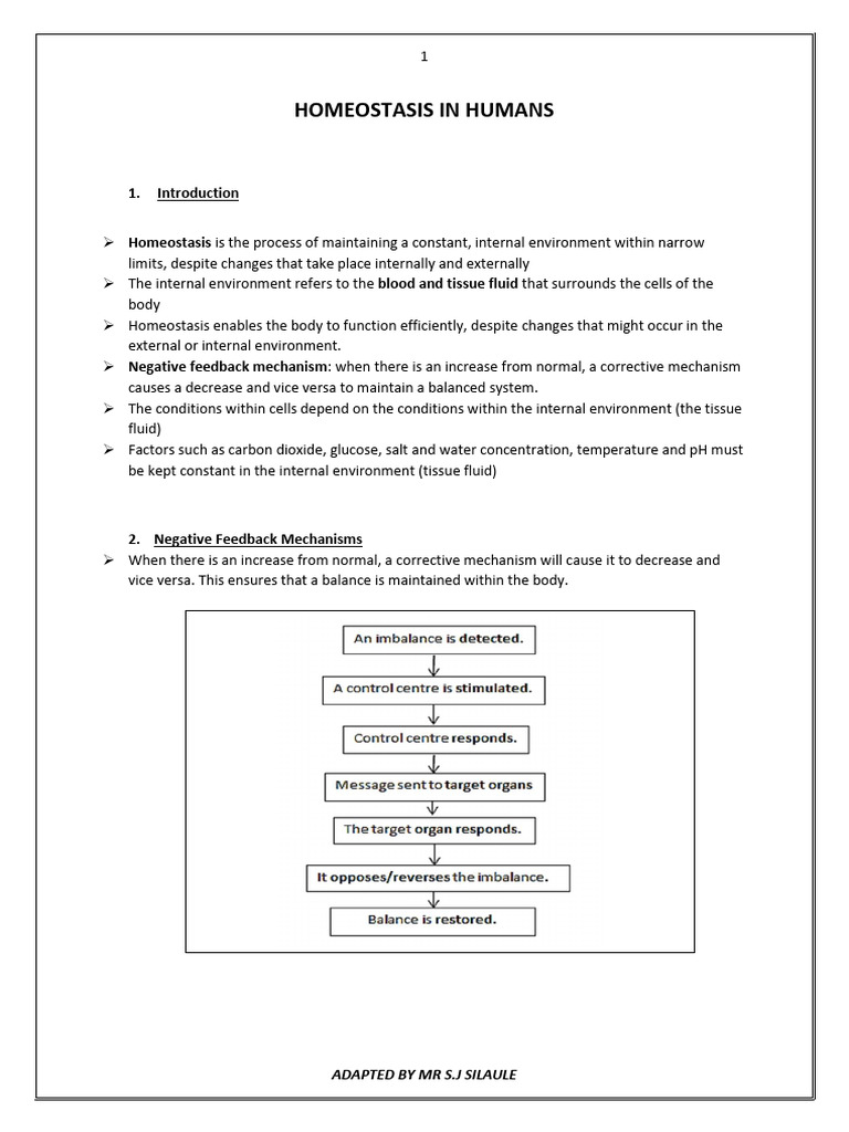 Homeostasis Mechanisms in Humans | PDF | Homeostasis | Vasodilation