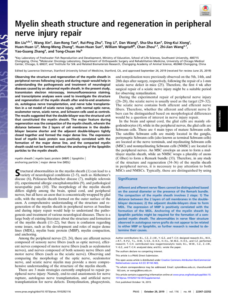 LIU - Myelin Sheath Structure and Regeneration in Peripheral Nerve ...