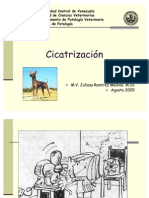 Cicatrización  IV hora