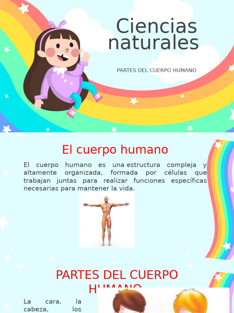Partes del Cuerpo Humano | PDF