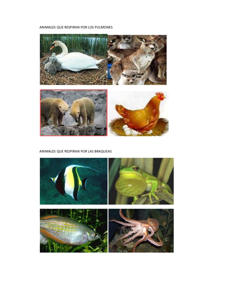 Animales Que Respiran Por Los Pulmones PDF