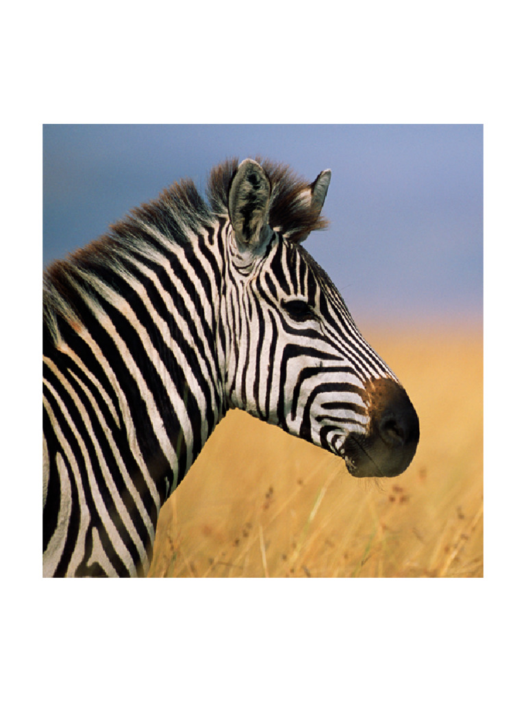Zebra Tif | PDF