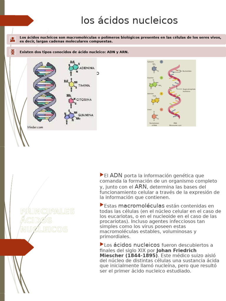 Acidos Nucleicos | PDF | Adn | Rna