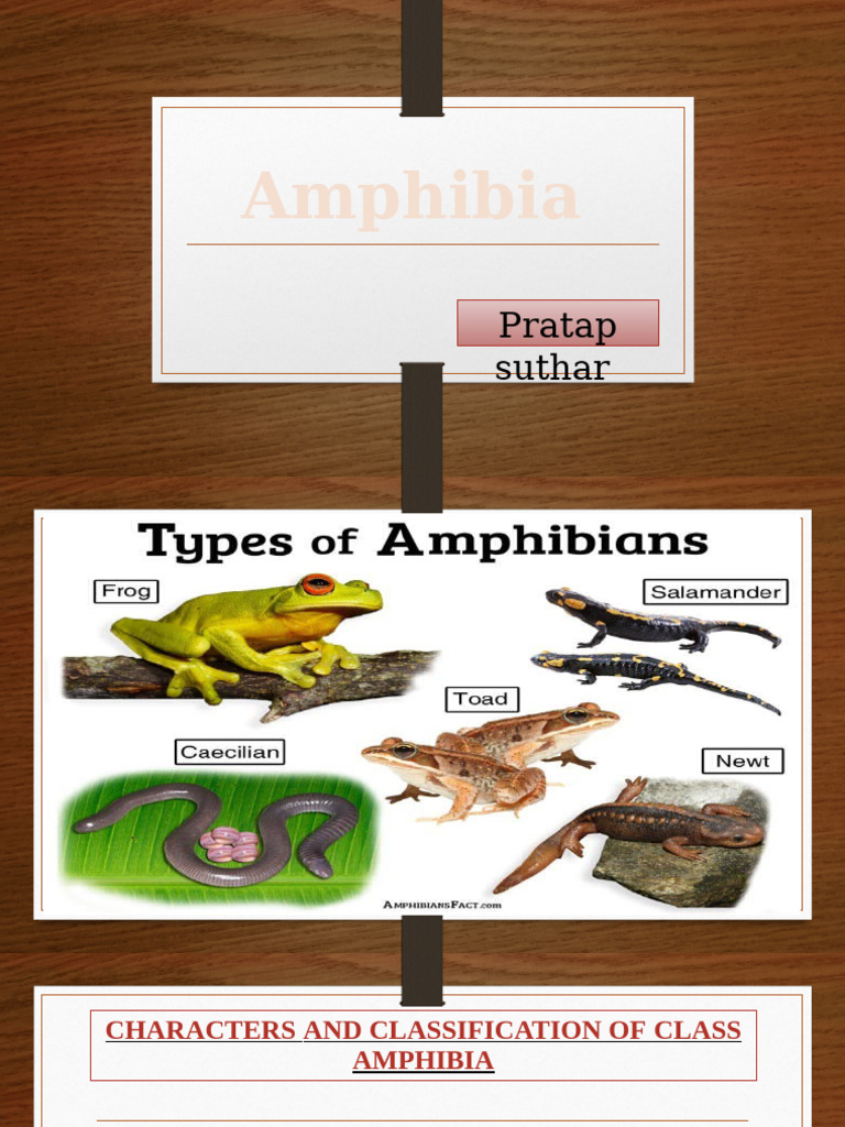 amphibia reseach classification | PDF | Amphibian | Vertebral Column