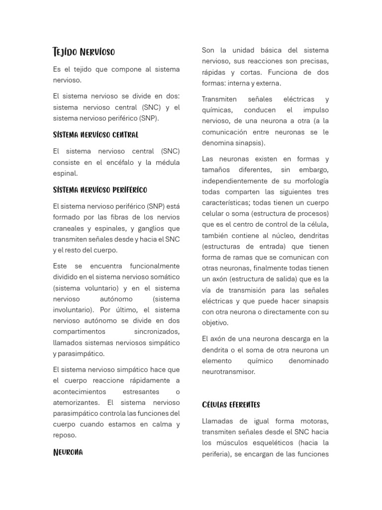 Tejido Nervioso Pdf Sistema Nervioso Neurona