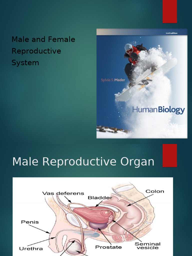 Male and Female Reproductive Systems Overview | PDF | Menstrual Cycle ...