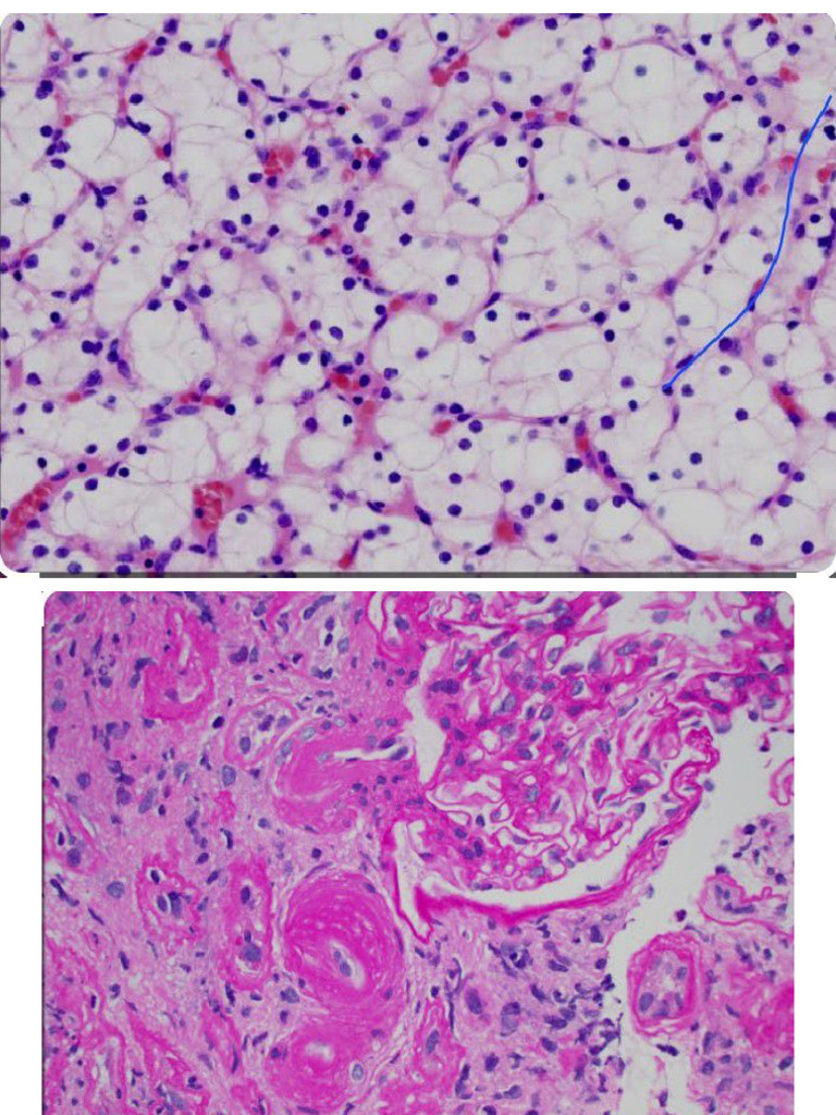 Anatomy and histology practical no 02 pdf