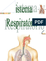 O Sistema Respiratório