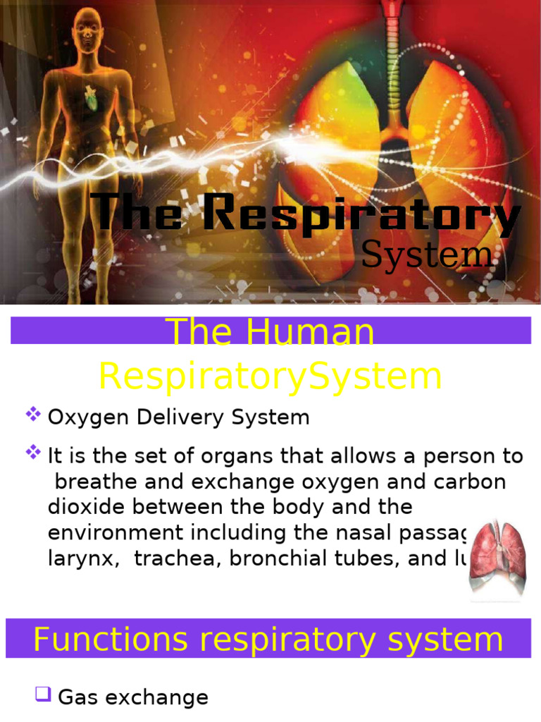 Respiratory Complte 1 | PDF | Respiratory Tract | Lung