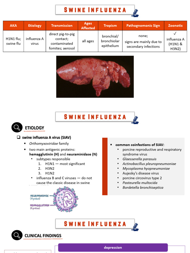 Swine Influenza. Villanueva Ma. Jhosan R | PDF | Influenza | Swine ...