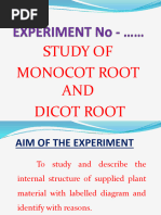 Monocot and Dicot Root Anatomy | PDF | Root | Plant Stem