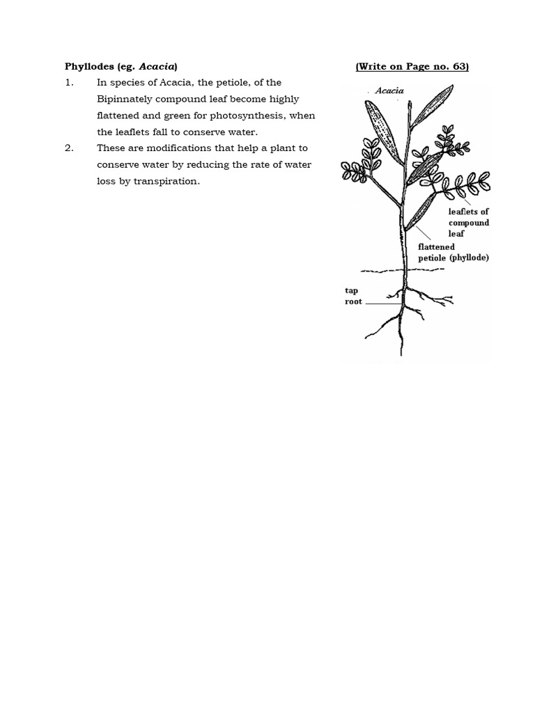 Phyllodes in Acacia Species | PDF