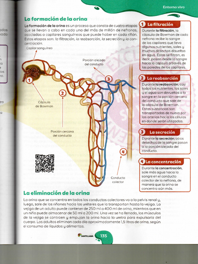 Formacion De La Orina Pdf